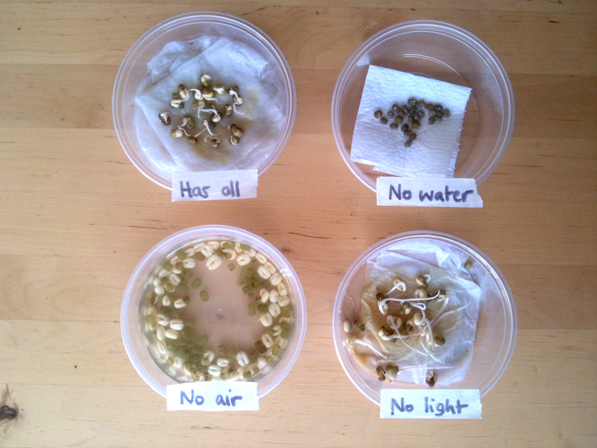 Seed Germination Requirements Ingridscience ca