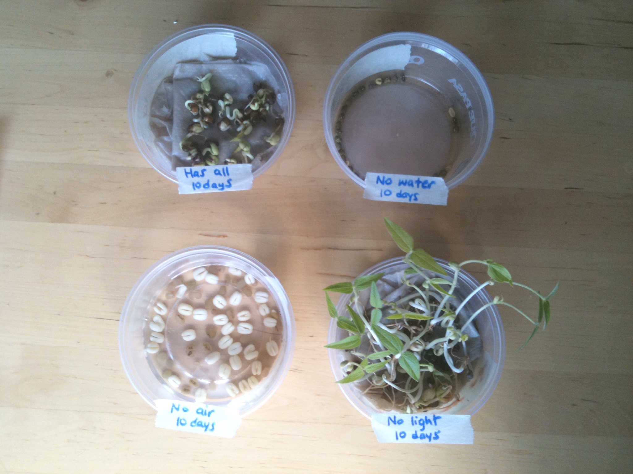 Seed Germination Requirements Ingridscience ca