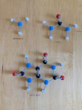 nitrogenous waste molecules