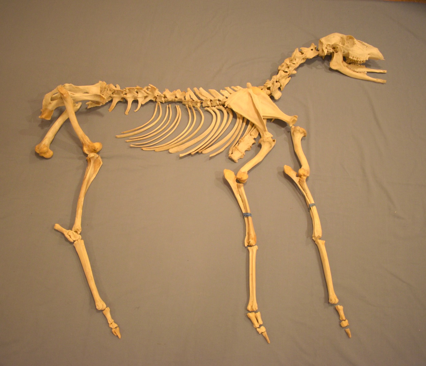 Mawsonia скелет