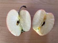 apple with seeds