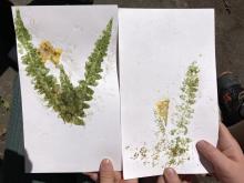 Fern and buttercup hammering on paper
