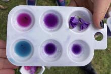 Purple flower in water, acid (top left) and base (bottom left)