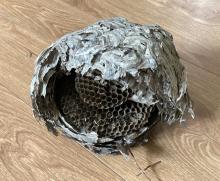 a large nest with outside covering and layers of cells inside
