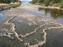 Squamish fish trap on the Capilano river