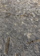 Metre marks scraped into gravel field