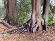 Roots remaining around where a nurse log used to be