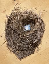 robin nest with eggshell