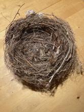 (presumed) crow nest