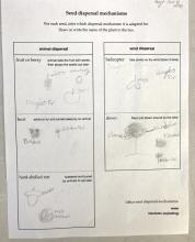 classifying how seeds disperse