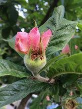 apple flower after fertilization - the flesh around the ovary becomes the apple